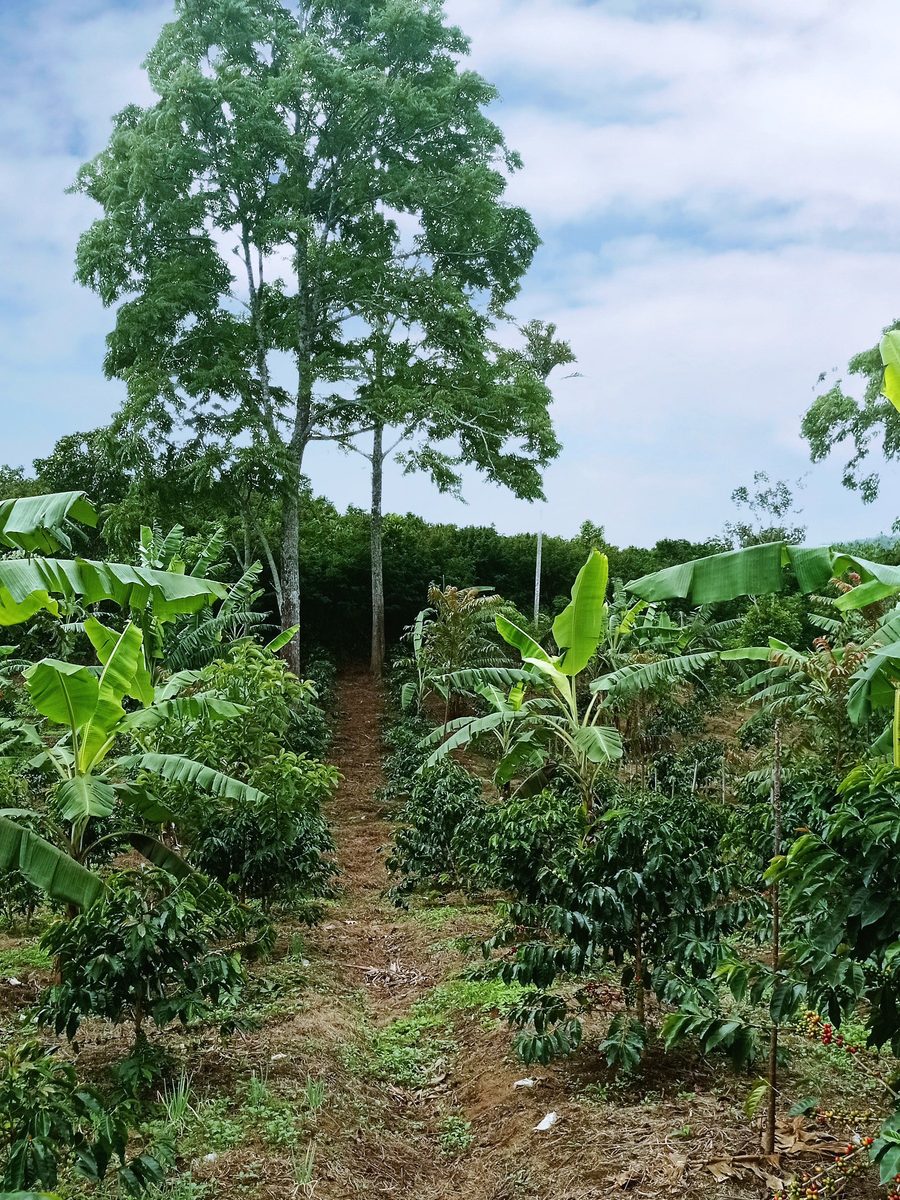 Kebun Utama