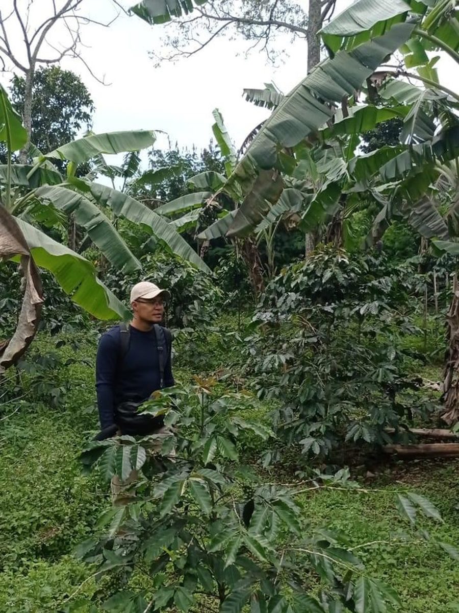 Tanaman Pelindung