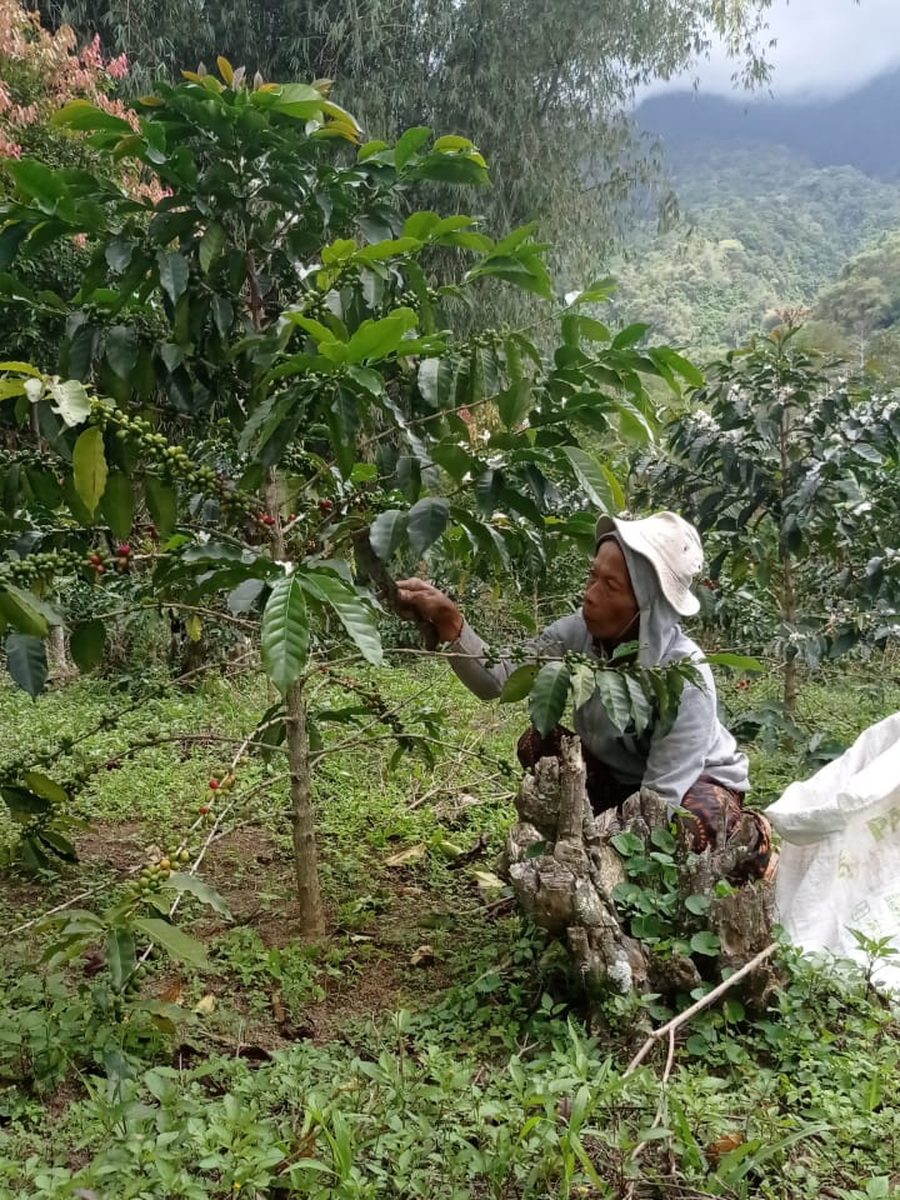 Pemangkasan